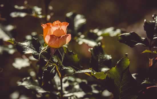 Invio fiori alla famiglia di un defunto